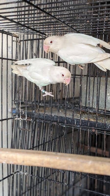 Albino red eye breeder pair with chicks 3