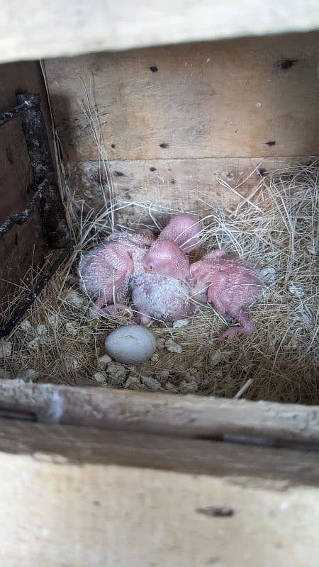 Albino red eye breeder pair with chicks 4