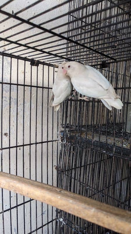 Albino red eye breeder pair with chicks 5