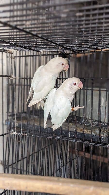 Albino red eye breeder pair with chicks 7