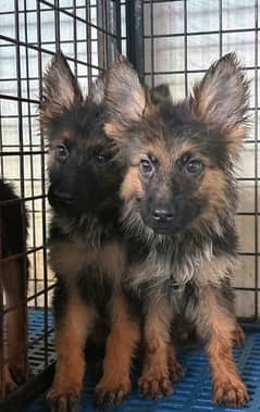 German shepherd puppies Double Coat My Whatsapp number 03479384891