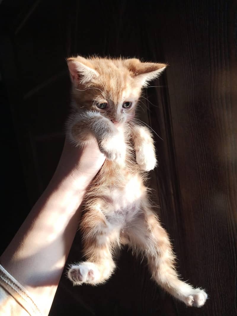 Orange Persian male kitten(urgent sale) 2