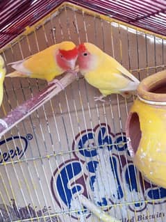 Common Latino pair for Sale- lovebirds