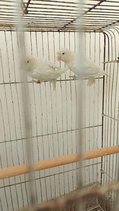 Albino black eye pair