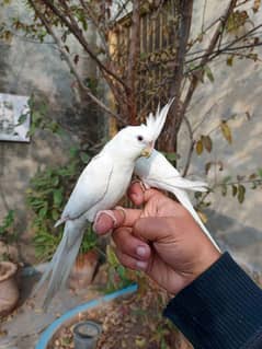 Handtame cockatiel female | sun conure pair | budgie parrot