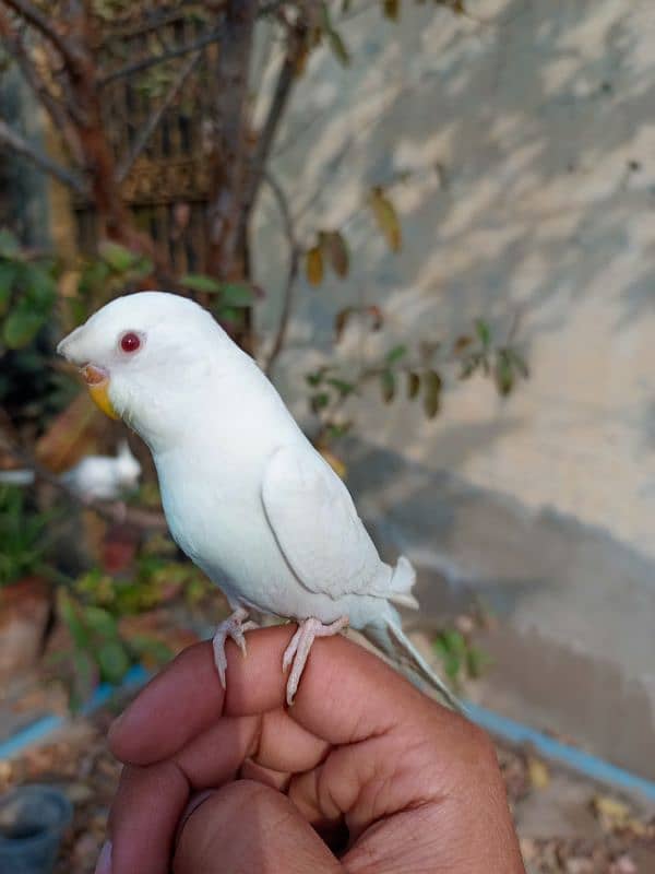 Handtame cockatiel female | sun conure pair | budgie parrot 1