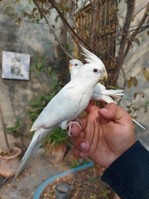 Handtame cockatiel female | sun conure pair | budgie parrot 2