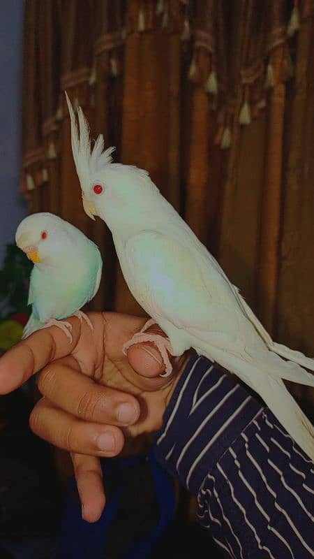 Handtame cockatiel female | sun conure pair | budgie parrot 3