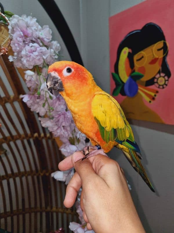 Handtame cockatiel female | sun conure pair | budgie parrot 4