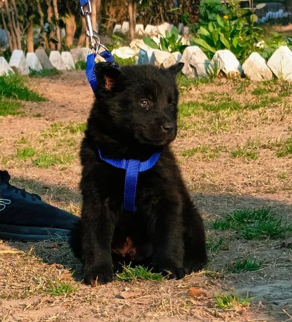 black Shepherd dog male 2 months for sale 0