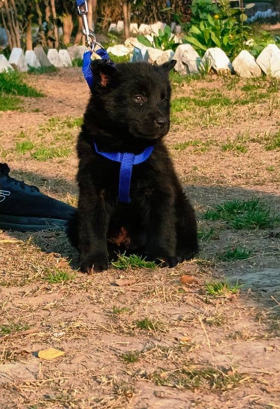 black Shepherd dog male 2 months for sale 1