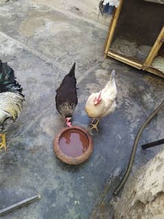 1 year Egg Laying Hen and Rooster