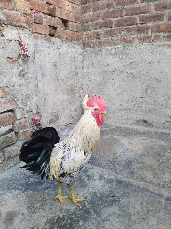 1 year Egg Laying Hen and Rooster 1