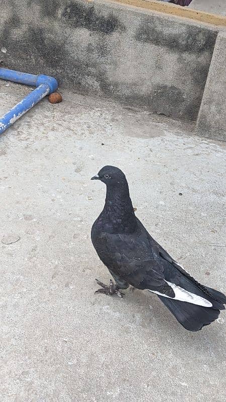 Fancy pigeon 1