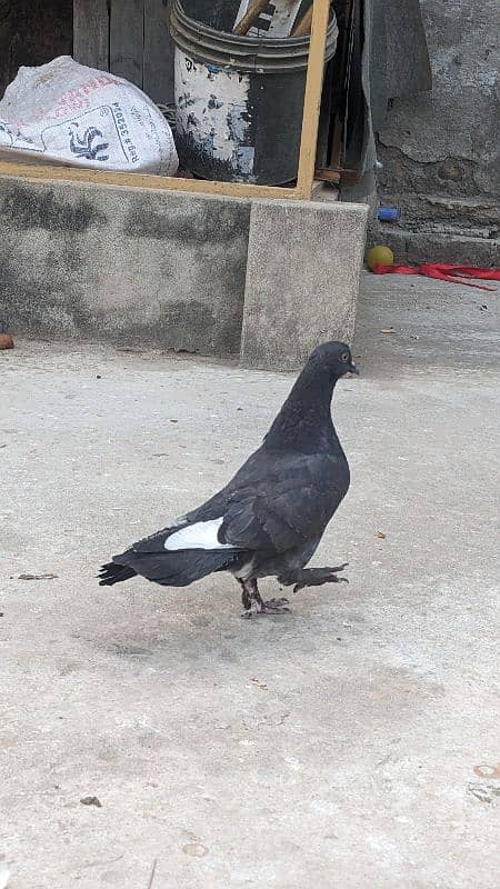 Fancy pigeon 2