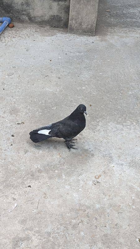 Fancy pigeon 3