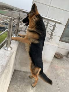 Two Wonderful German Shepherds For Sale