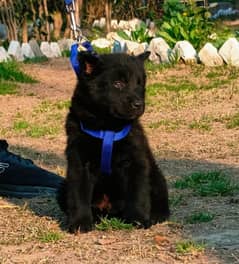 black Shepherd dog male 2 months for sale