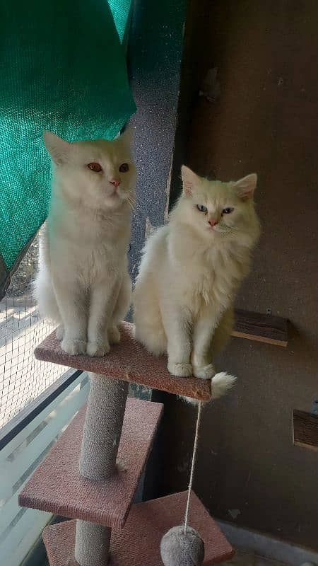 Persian pair for sale 0