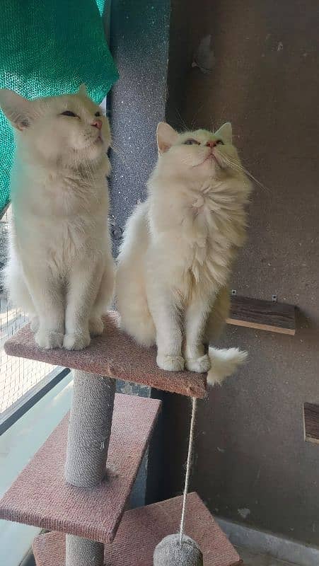 Persian pair for sale 1