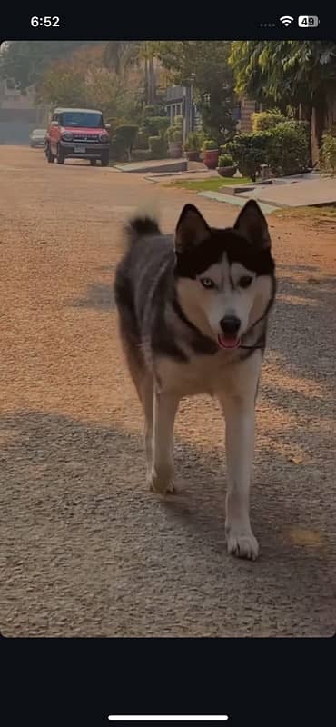 Husky Female 0