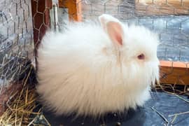 Angora