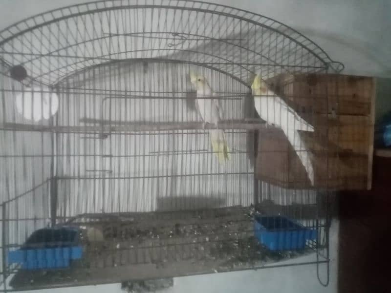 breeder pair with cage 4