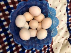 Heera aseel eggs for sale