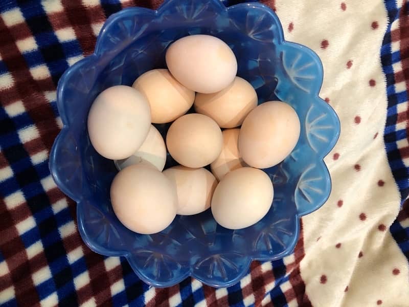 Heera aseel eggs for sale 0