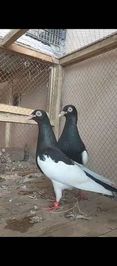 healthy and active pigeon