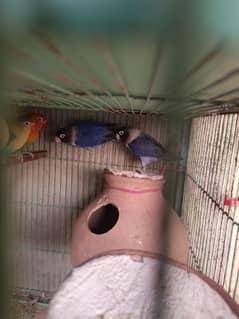 cremino lovebird parblue and voilet pair