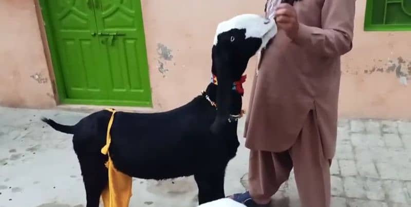 2 Bacchon Ka Sath Desi Bakri For Sale Call Me _03134947622 3