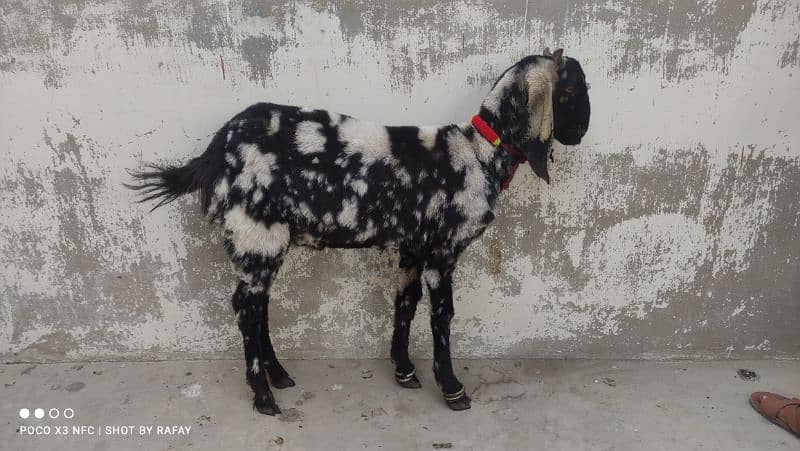 Makki cheeni breed bakra for sale - 2 dant / Kheera 0