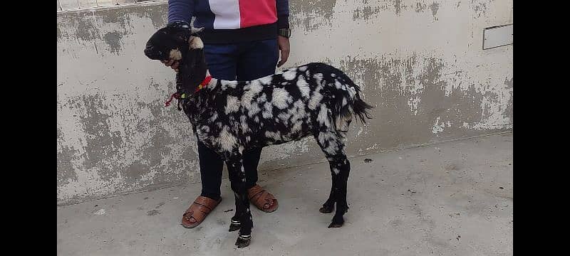 Makki cheeni breed bakra for sale - 2 dant / Kheera 1