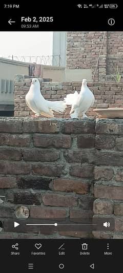 Laky and Fancy pigeon