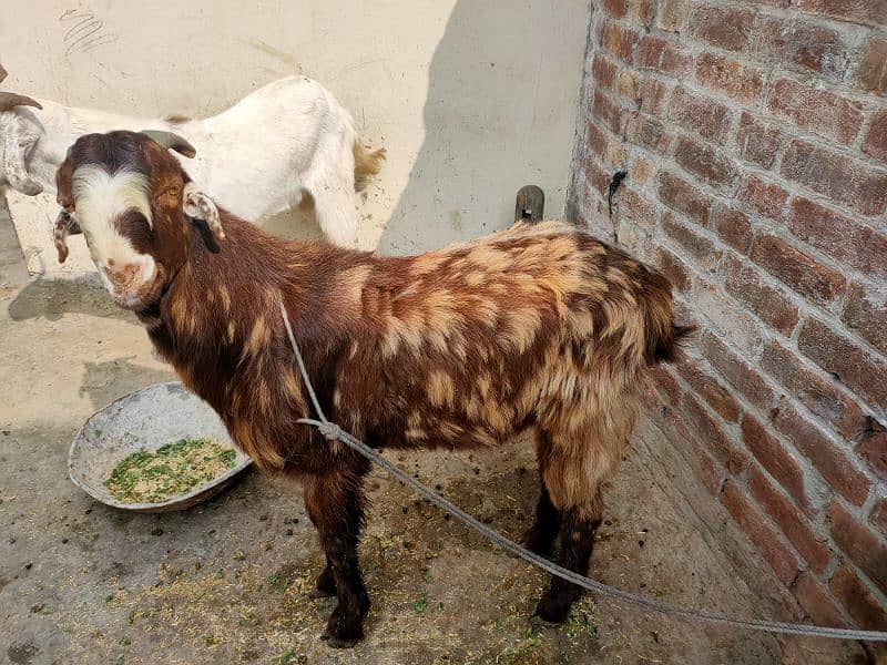 qurbani Kay leya bakray 2