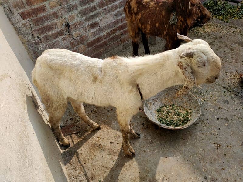 qurbani Kay leya bakray 3