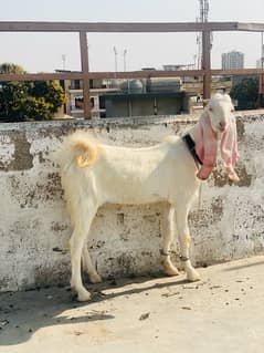 MASHALLAH GULABI KAPLA FOR SALE AGE 10 BEST FOR 2025 QURBANI