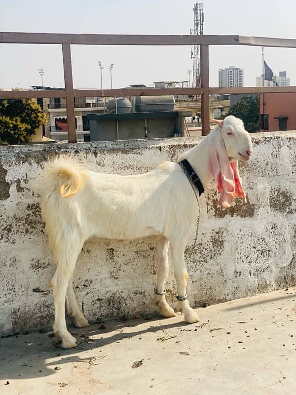 MASHALLAH GULABI KAPLA FOR SALE AGE 10 BEST FOR 2025 QURBANI 1