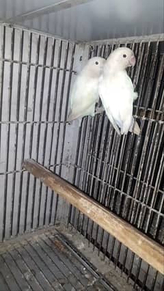 pair for  sale Albino black eyes split Red eyes and cocktail female