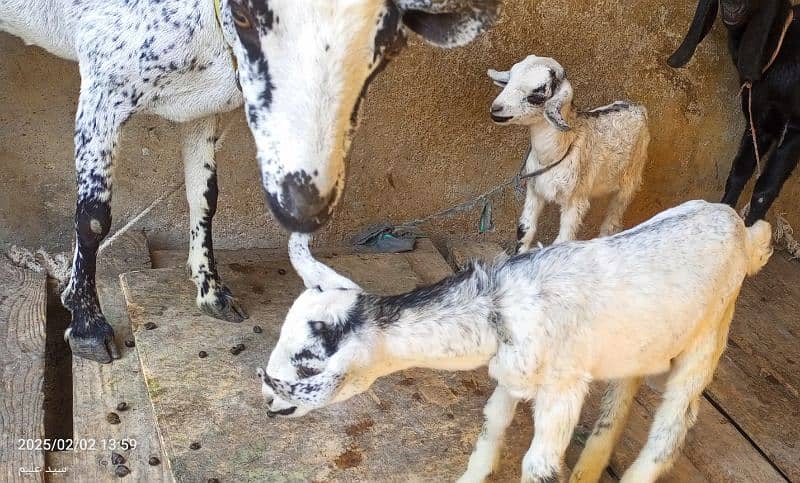 Barbari Bakri with 2 Male kids 3