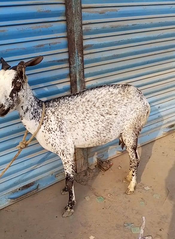 Barbari Bakri with 2 Male kids 5