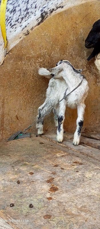 Barbari Bakri with 2 Male kids 6