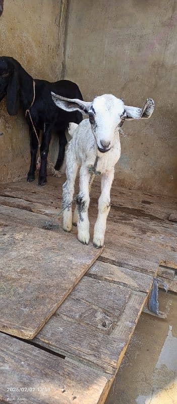 Barbari Bakri with 2 Male kids 7