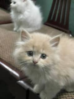 Persian cat 1 month and 15 days baby for sale