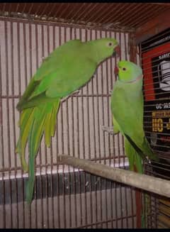 two breeder pair