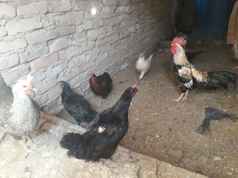 misri desi hen 1