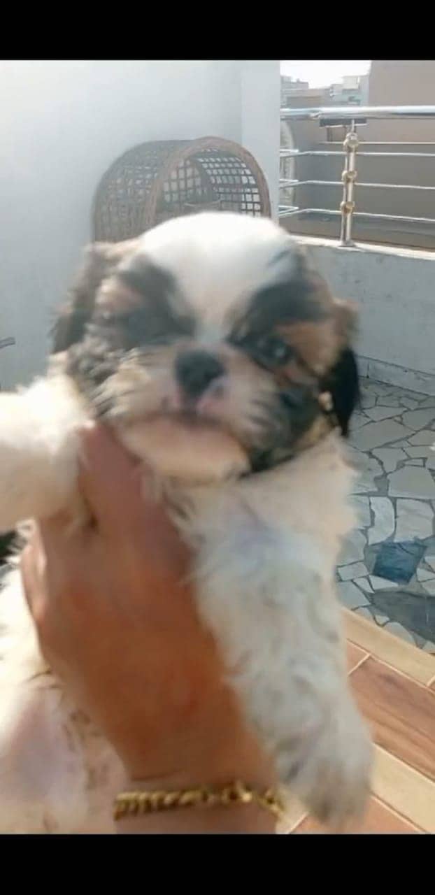 Cute healthy shihtzu puppy two female and one male dogs/puppy /pets 9