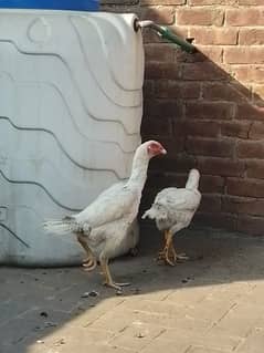 Shamo Hens