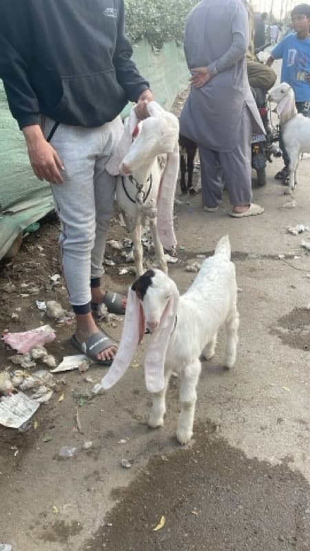 gulabi bakri 1